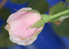 Graf Fritz von Hochberg rose photo