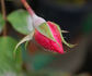 Graf Fritz von Hochberg rose photo