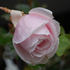 Graf Fritz von Hochberg rose photo