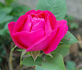 Hippolyte Jamain rose photo