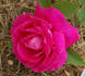 Hippolyte Jamain rose photo