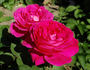 Hippolyte Jamain rose photo
