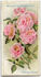 Georges Pernet rose photo