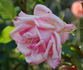 Lady Sylvia, Cl. rose photo