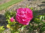 Aylsham rose photo