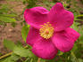 <i>Rosa</i> x <i>koehneana</i> Rehder rose photo