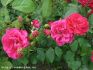 Joseph Guy rose photo