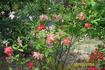 Poulsen's Copper rose photo