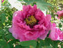 Brocaded Gown peony photo