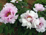 Companion of Serenity peony photo