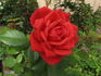 Rock Star rose photo