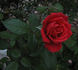 Rock Star rose photo