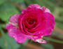 Melodie Parfumée, Cl. rose photo
