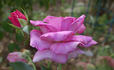 Melodie Parfumée, Cl. rose photo