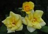 Compassionate Friends rose photo