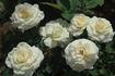 Wollongong Gold rose photo