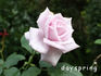 Blue Chateau rose photo