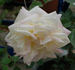 Madame Pierre Perny rose photo