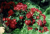 Red Mirato rose photo