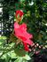 Cameron Bohls ™ rose photo