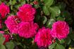 Sangria rose photo
