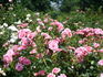 Royal Bonica rose photo