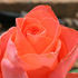 Wow! rose photo