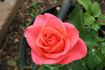 Wow! rose photo