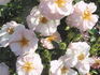 Natchez Cover rose photo