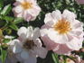 Natchez Cover rose photo