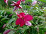 Viticella Kermesina clematis photo