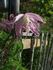 Rosy O'Grady clematis photo