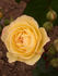 Cäcilie ® rose photo