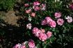 A Better Tomorrow rose photo