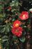 Lucy Bertram rose photo