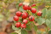 <I>R. abietina</I> rose photo