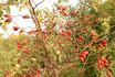 R. caesia rose photo