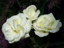 Evening Star ® rose photo