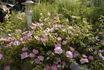 <i>R. aunieri</i> rose photo