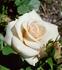 Porcelina rose photo