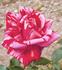 Imagine rose photo