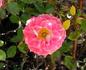 Jewel Box rose photo