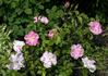 Royal Edward rose photo