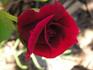 Queen Bee rose photo