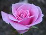 Music Maker rose photo