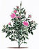 <i>Rosa semperflorens minima</i> synonym rose photo