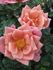 Sandalwood rose photo