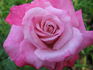 Annie Davidson rose photo