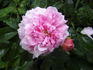 Louis van Tyll rose photo