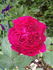 Abbé Bramérel rose photo